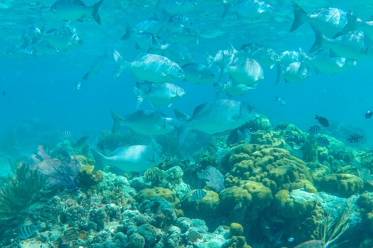 Vibrant coral reef with tropical fish during Kite Sisters Belize kitesurf retreat snorkeling excursion.