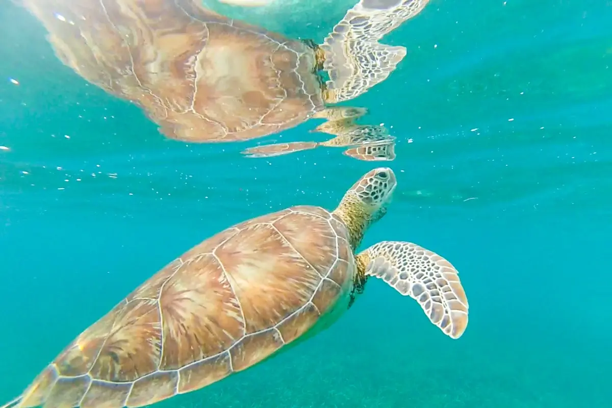 Sea turtle swimming underwater in turquoise water during Kite Sisters Belize kitesurf retreat snorkeling excursion.