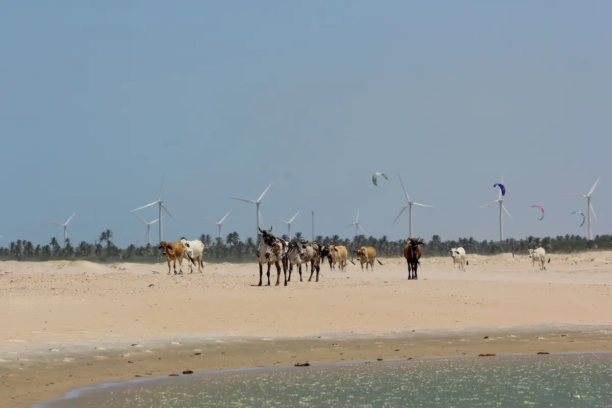 Cows on a sandy beach with colorful kites flying and wind turbines at Kite Sisters Brazil kitesurf retreat location.