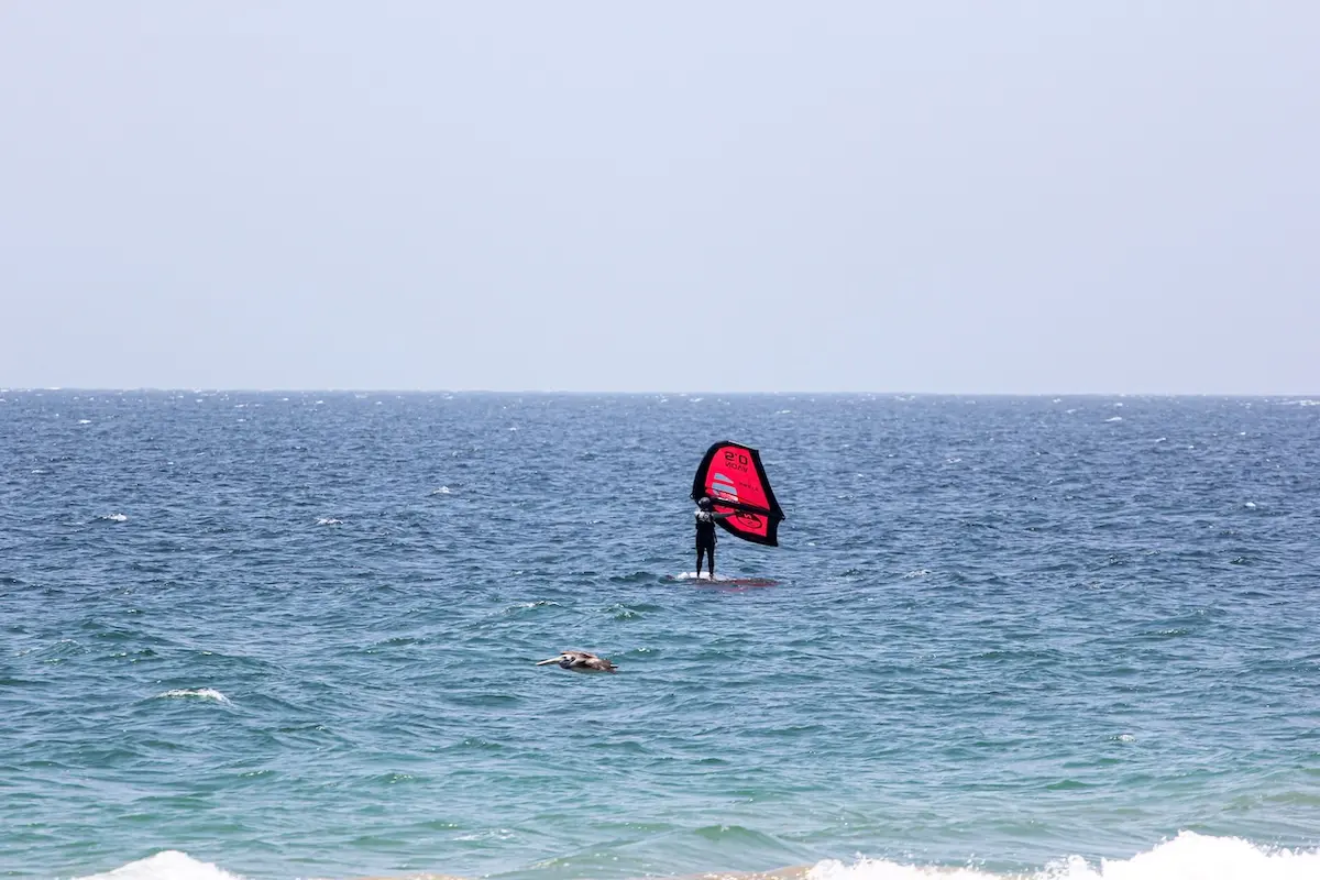 Woman wingfoiling on the open ocean with a pelican swimming nearby at a women's wingfoil camp in Peru.